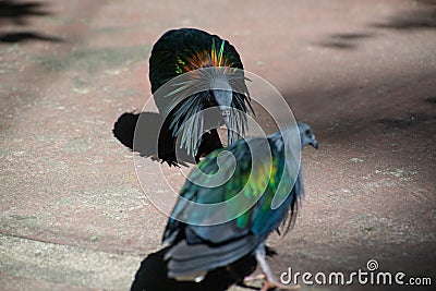 Nicobar Pigeon strolling down the pavement, side view seen from above. Stock Photo