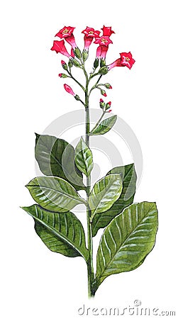 Nicotiana Tabacum Cartoon Illustration