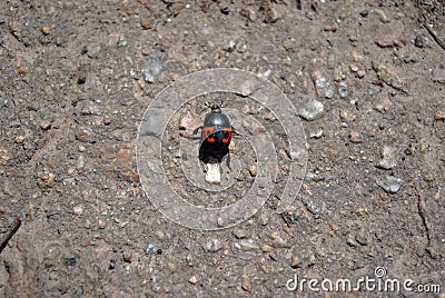 Nicrophorus vespilloides burying beetle or sexton beetle young specimen on asphalt background Stock Photo