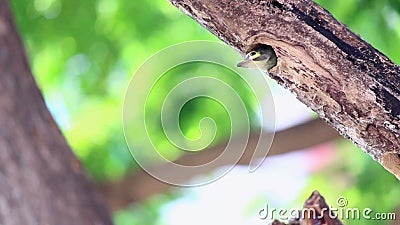 Nid De Alimentation D Oiseau De B B De Pivert Vert De Longueur Clips Videos Video Du Soin Foret Nid De Alimentation D Oiseau De B B De Pivert Vert De Longueur Clips Videos Video Du Soin Foret