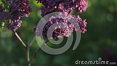 Niederlassungen von Bäumen mit schönen lila Blumen schwingen im Wind an einem warmen Sommertag im Garten nave stock video Niederlassungen von Bäumen mit schönen lila Blumen schwingen im Wind an einem warmen Sommertag im Garten nave stock video