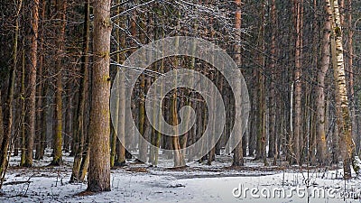 Nieve en el bosque Nieve en el bosque