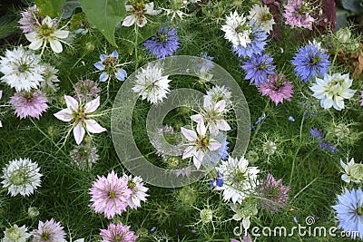 Nigella damascena in bloom Stock Photo