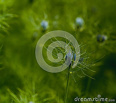 Nigella damascena, love-in-a-mist, ragged lady or devil in the bush Stock Photo