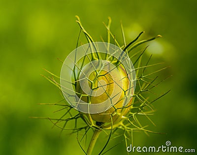 Nigella damascena, love-in-a-mist, ragged lady or devil in the bush Stock Photo