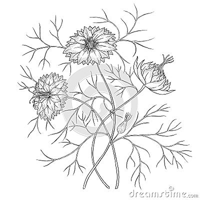 Nigella flower digital outline illustration. Cartoon Illustration