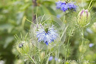 Nigella sativa, Black Cumin, medicine herb, spice, blue flowers with black seed on blurred green garden background Stock Photo