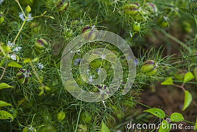 Nigella sativa Stock Photo