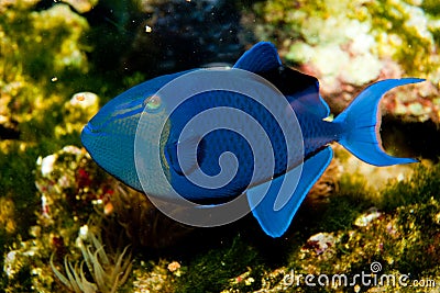 Niger or Red Toothed Triggerfish Stock Photo