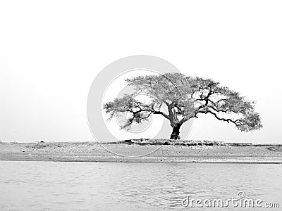 Niger River Tree Stock Photo