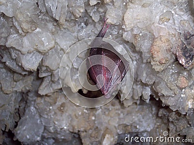 Night bat hanging on gypsum crystals in a cave Stock Photo