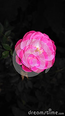 Night beauty pink rose Stock Photo