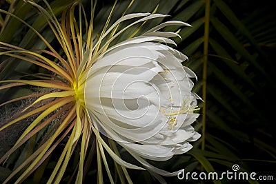 Night-blooming Cereus, Side View Stock Photo