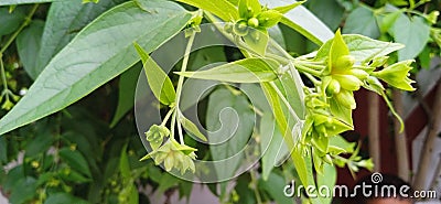 Nyctanthes arbortristis night blooming harsingar shefali Stock Photo