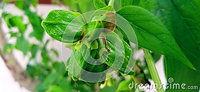 Nyctanthes arbortristis night blooming harsingar fruits snap Stock Photo