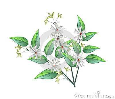 Night Blooming Jasmine on A White Background Vector Illustration