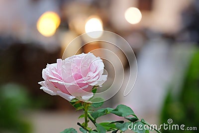 Sweet pink rose flower blossom Stock Photo