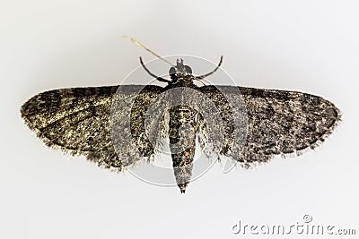 Night butterflies with a white background. Stock Photo