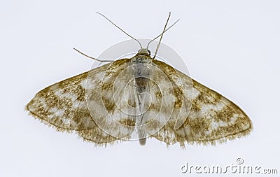 Night butterflies with a white background. Stock Photo