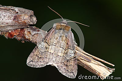 Night butterfly Stock Photo