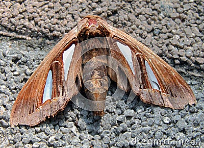 Night butterfly Stock Photo