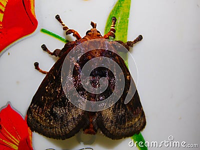 Night butterfly close up photography Stock Photo