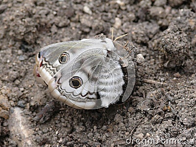 Night butterfly. A moth. Stock Photo