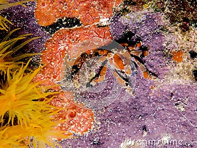 Cryptic teardrop crab, Pelia mutica Stock Photo