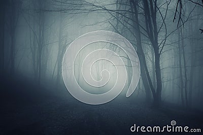 Night in a dark forest with blue fog in autumn Stock Photo