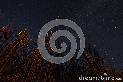 Night field ripened at night and night sky with milky way Stock Photo