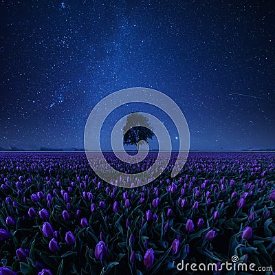 Night field of tulips and lonely tree Stock Photo