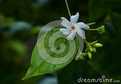 The night flowering with buds. Stock Photo