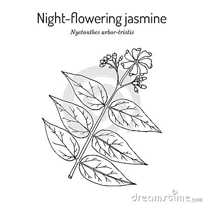Night-flowering jasmine, nyctanthes arbor-tristis , medicinal plant Vector Illustration