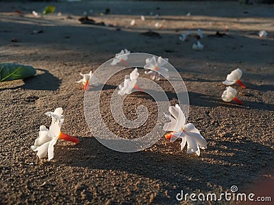 Night flowering jesmine flowers in morning light Stock Photo