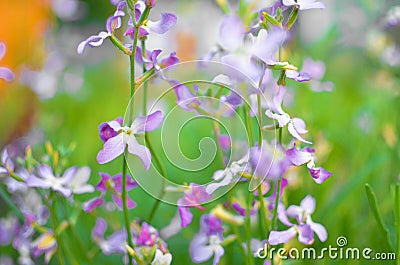 Night flowers violet spring gentle background Stock Photo