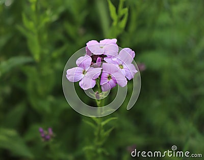 Night flowers violet spring gentle Matthiola longipetala background known as night-scented stock or evening stock Stock Photo