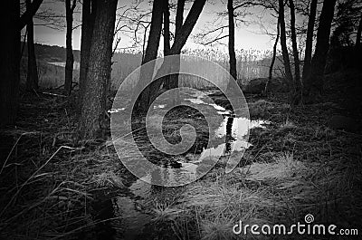 Night forest scene with small creek Stock Photo