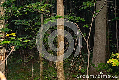 Night forest.Sergiev Posad. Nature of moscow regionm summer 2018. Stock Photo