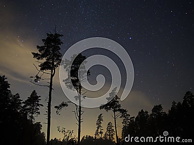 Night sky stars over forest and trees Stock Photo