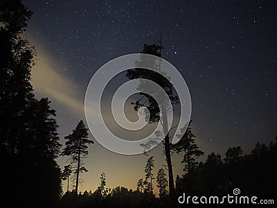 Night sky stars over forest and trees Stock Photo