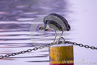 Night Heron Stock Photo