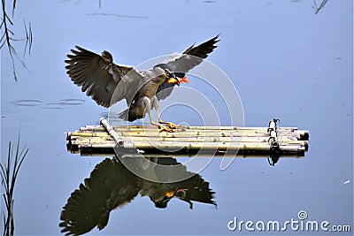 Good landing on a bamboo raft, with a fish in its mouth. Stock Photo