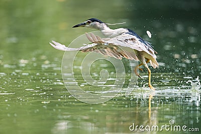 Night heron closeup Stock Photo