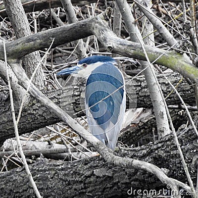 Night heron on fallen branch Stock Photo