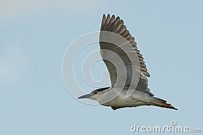 Night heron in flight. Flying with spread wings. Stock Photo