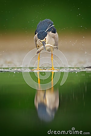 Night heron, grey water bird with fish in the bill, animal in the water, action scene from Hungary, nature habitat. Bird behaviou Stock Photo