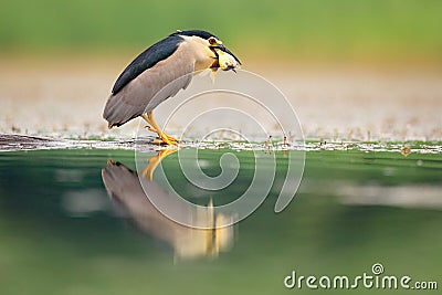 Night heron, grey water bird with fish in the bill, animal in the water, action scene from Hungary, nature habitat. Stock Photo