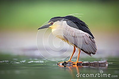 Night heron, Nycticorax nycticorax, grey water bird sitting in the water, animal in the nature habitat, Bulgaria Stock Photo