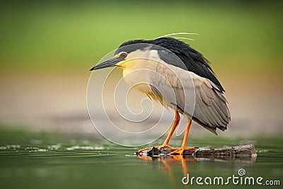 Night heron, Nycticorax nycticorax, grey water bird sitting in the water, Hungary Stock Photo