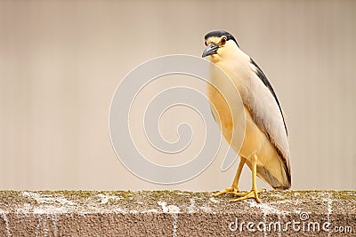 Night Heron Rest Stock Photo